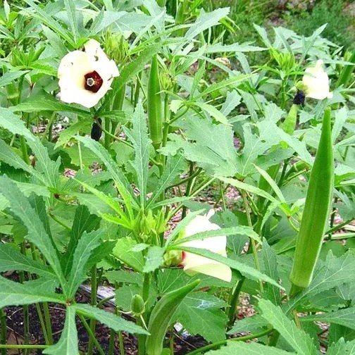 Bhindi Okra Lady Finger Hybrid Vegetable Seeds