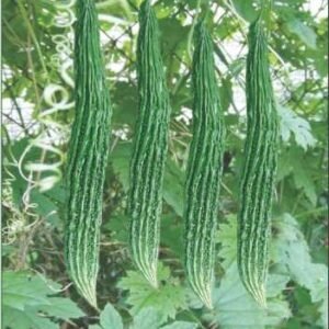 Bitter Gourd Jhalari Hybrid Karela Vegetable Seeds