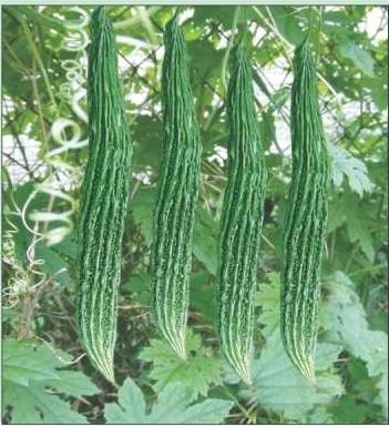 Bitter Gourd Jhalari Hybrid Karela Vegetable Seeds