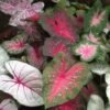 Caladium Assorted Color Flower Bulb