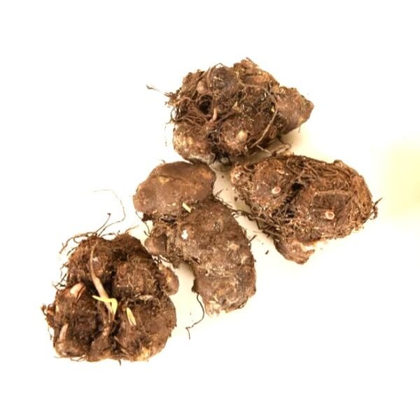 Caladium Assorted Color Flower Bulb