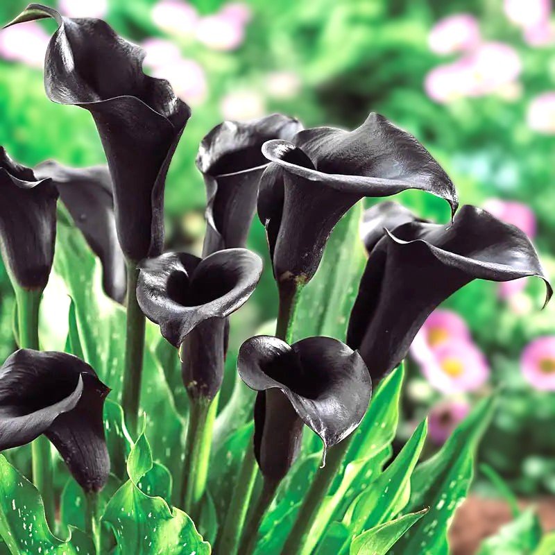 Calla Lily Black Color Flower Bulb