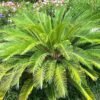 Cycas Revoluta Sago Palm Bulb