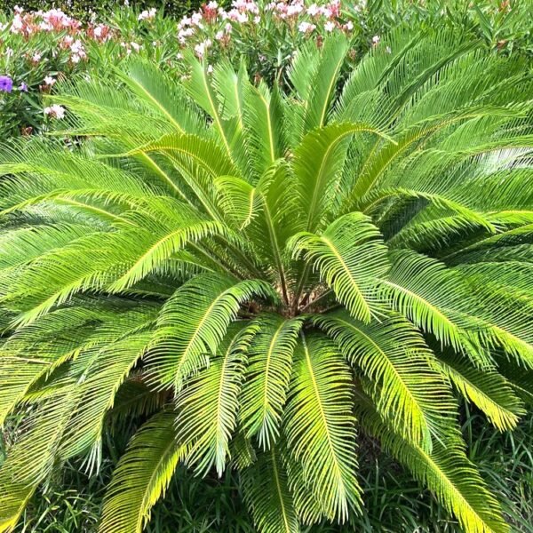 Cycas Revoluta Sago Palm Bulb