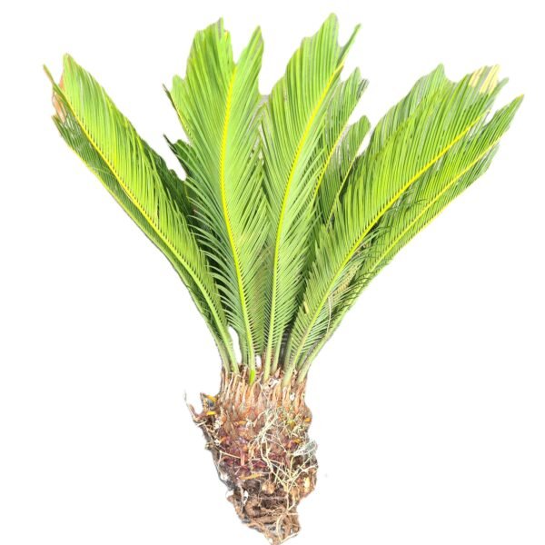 Cycas Revoluta Sago Palm Bulb