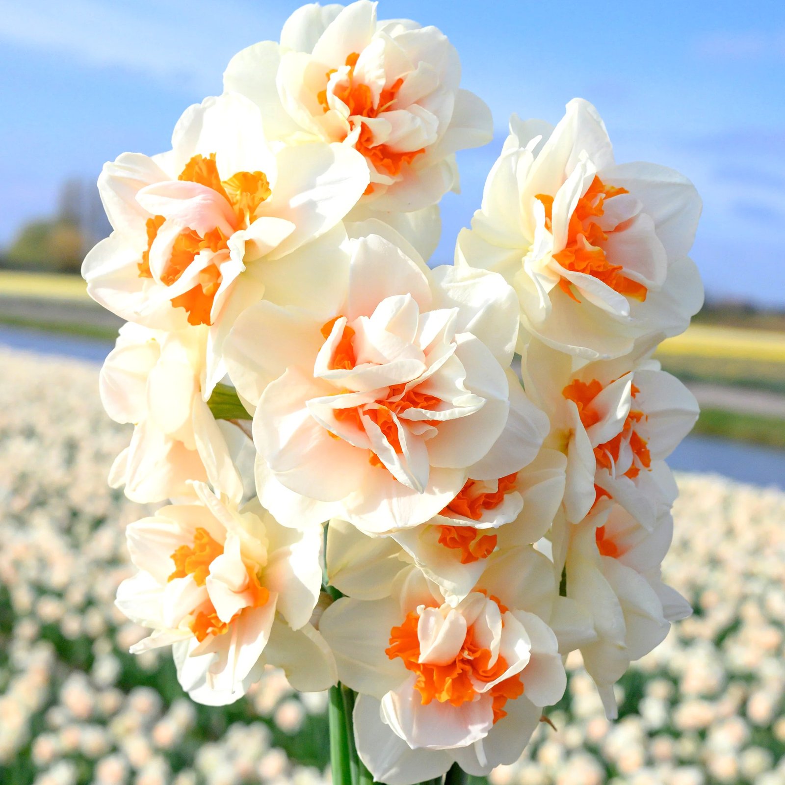 Daffodil Narcissus Replete Flower Bulb