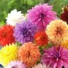 Dahlia Giant Bloom Assorted Color Flower Tuber Bulb