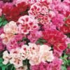 Godetia Azaleaflora Mix Color Flower Seeds