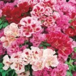 Godetia Azaleaflora Mix Color Flower Seeds