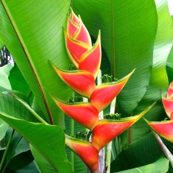 Heliconia Assorted Color Flower Bulbs