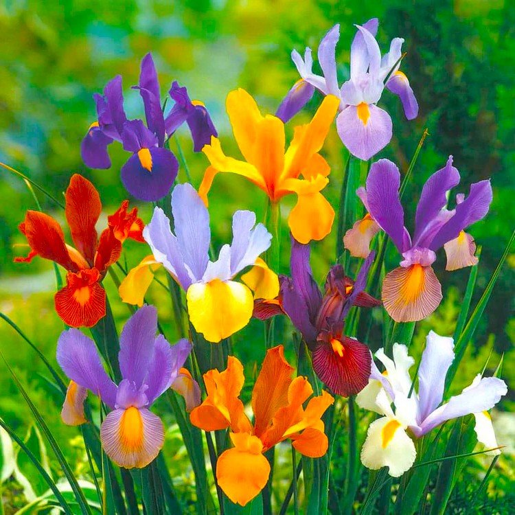 Iris Butterfly Assorted Color Flower Bulb