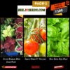Kitchen Garden Pack-01 (Coleus Rainbow Mixed Color, Tomato Hybrid, Basil Green Herb)