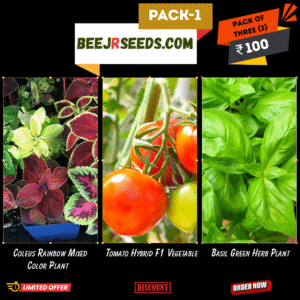 Kitchen Garden Pack-01 (Coleus Rainbow Mixed Color, Tomato Hybrid, Basil Green Herb)