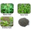 Mix Tulsi Shyama Krishna Rama Vana Holy Plant Herb Seeds