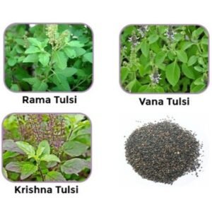 Mix Tulsi Shyama Krishna Rama Vana Holy Plant Herb Seeds