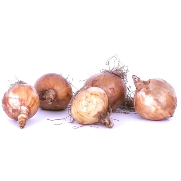 Nargis Daffodil Indian Assorted Flower Bulb