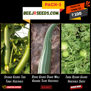 Summer Vegetable Pack-3 (Sponge Gourd, Ridge Gourd, Round Gourd)