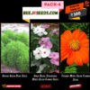 Summer Flower Pack-4 (Kochia Green Bush, Vinca Rosea Sadabahar Mixed, Tithonia Mixed Color Flower Seeds)