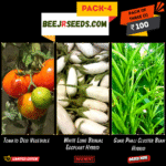 Summer Vegetable Pack-4 (Tomato Desi, White Long Brinjal, Cluster Bean Hybrid)