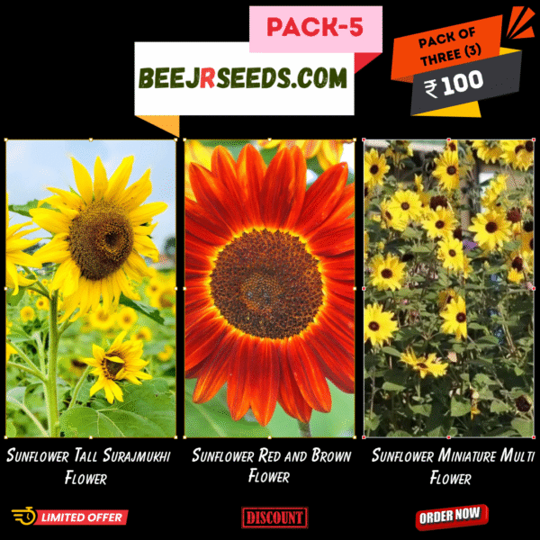 Summer Flower Pack-5 ( Sunflower Tall Surajmukhi, Sunflower Red and Brown, Sunflower Miniature Multi Flower)