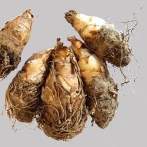 Rajnigandha Tuberose Single Petal Flower Bulbs
