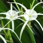 Spider Lily Assorted Color Flower Bulb