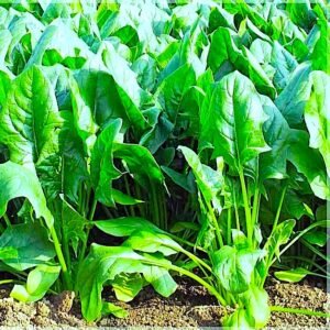 Spinach Kantedar Palak Vegetable Seeds