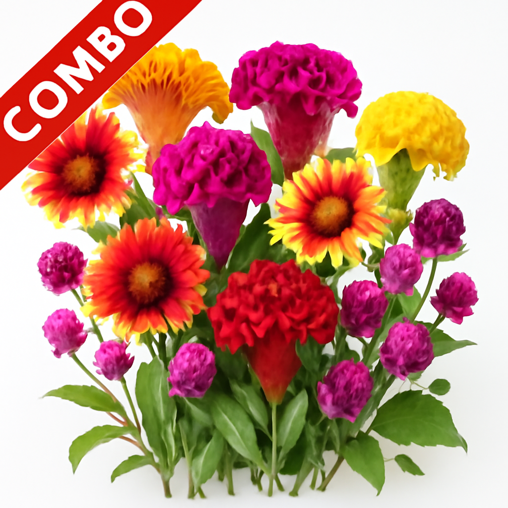 Summer Flower Pack-3 (Cockscomb Mixed, Gaillardia Mixed, Gomphrena Mixed)