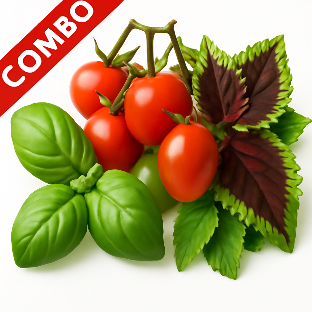 Kitchen Garden Pack-01 (Coleus Rainbow Mixed Color, Tomato Hybrid, Basil Green Herb)