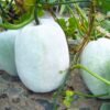 Ash Gourd Petha Wax Gourd Vegetable Seeds