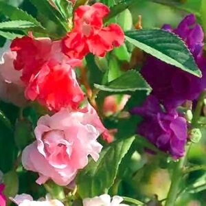 Balsam Rose Camellia Hybrid Mixed Color Flower Seeds