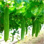 Bitter Gourd Jhalari Desi Karela Vegetable Seeds