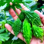 Bittergourd Small Desi Karela Vegetable Seeds