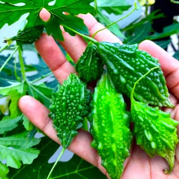 Bittergourd Small Desi Karela Vegetable Seeds
