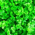 Coriander Desi Dhania Seeds