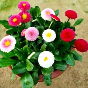 Daisy Hybrid Mixed Color Flower Seeds