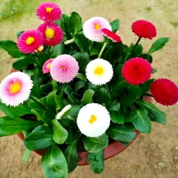 Daisy Hybrid Mixed Color Flower Seeds
