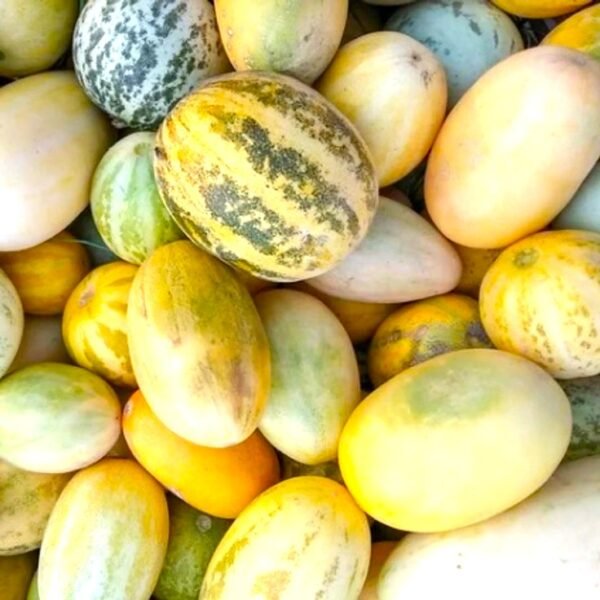 Foot Kakar Desi Kachariya Fruit Vegetable Seeds