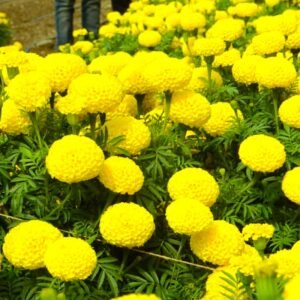 Marigold Yellow Color Flower Seed