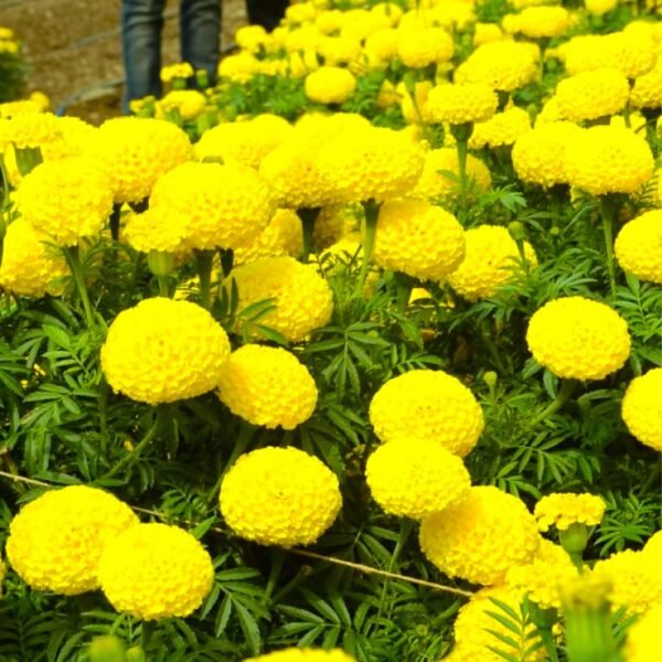 Marigold Yellow Color Flower Seed