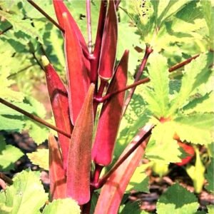 Okra Scarlet Red Bhindi Imported Vegetable Seeds