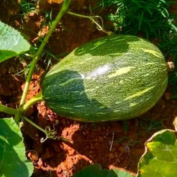 Pumpkin Kaddu Kohra Desi Vegetable Seeds