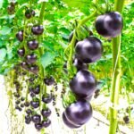 Purple Tomato Imported Vegetable Seeds
