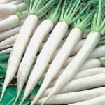 Radish White Long Desi Mooli Vegetable Seeds