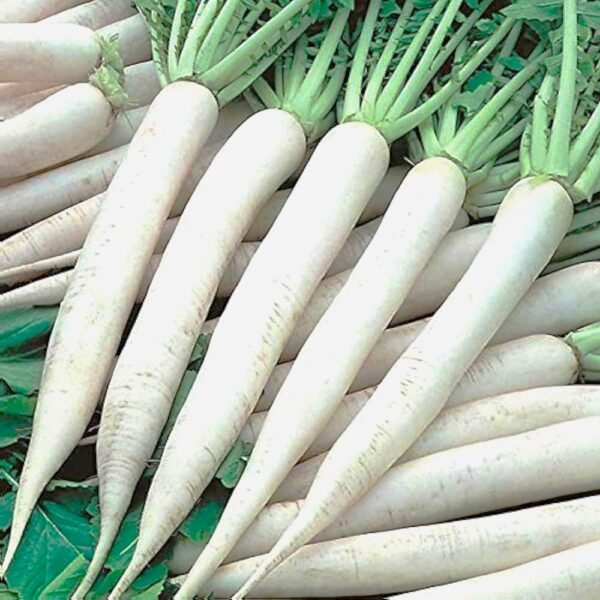 Radish White Long Desi Mooli Vegetable Seeds