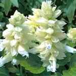 Salvia Vista White Imported Flower Seeds