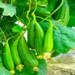 Satputia Jhigni Ridge Gourd Desi Vegetable Seeds