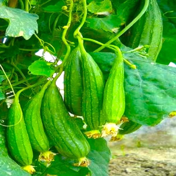 Satputia Jhigni Ridge Gourd Desi Vegetable Seeds