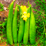 Sponge Gourd Tori Nenua Desi Vegetable Seeds