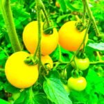 Yellow Tomato Honey Delight Hybrid Vegetable Seeds